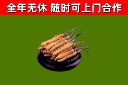 永兴回收散虫草